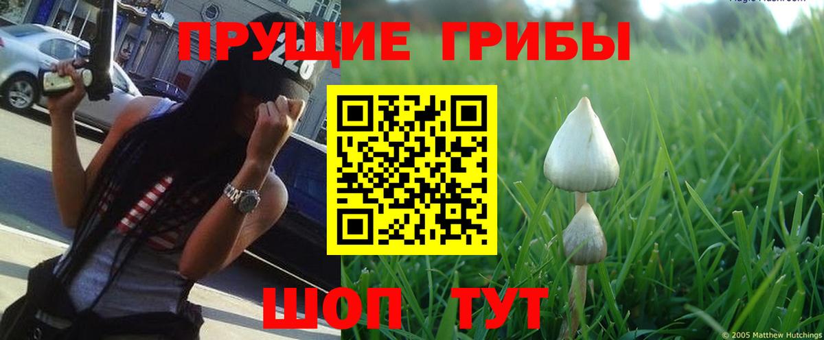 Галлюциногенные грибы Psilocybe Симферополь